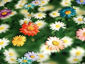 Tkanina obrusowa drukowana "Margaretka 19"